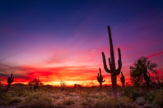 arizona-desert-landscape-sunset-saguaro-cactus-dramatic-sky-background-arizona-desert-landscap...jpg