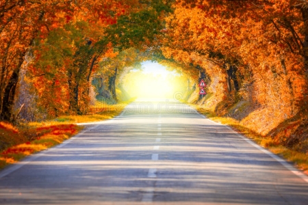 autumn-fall-road-landscape-trees-tunne-magic-light-real-tunnel-beautiful-autumnal-colors-76804...jpg